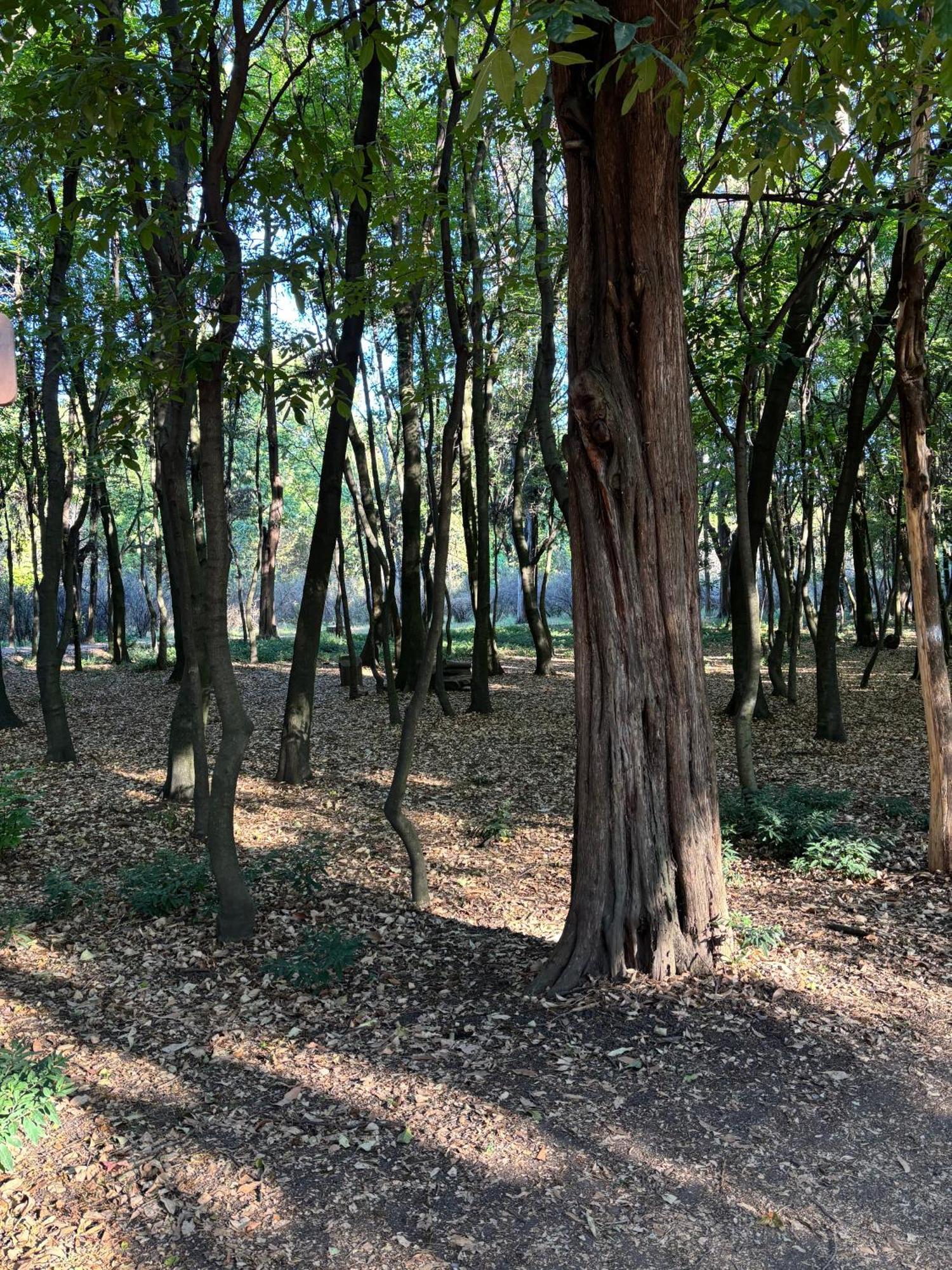 Villa Coyoacan Città del Messico Esterno foto