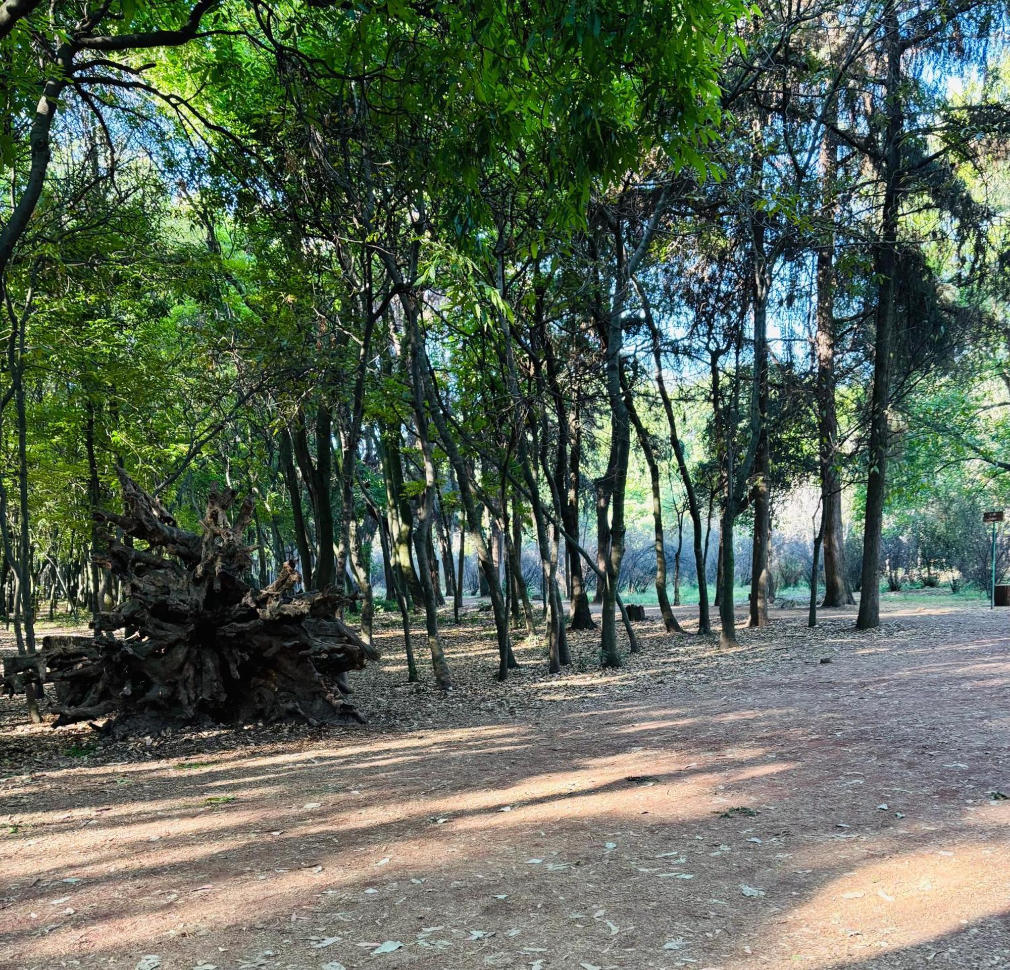 Villa Coyoacan Città del Messico Esterno foto